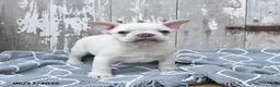 French Bulldog dogs for sale: Leo - Ad 3