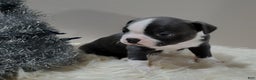 Boston Terrier dogs for sale: Boston Terrier Puppy 1 - Ad 2