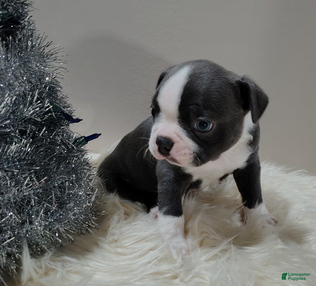 Boston Terrier dogs for sale: Boston Terrier Puppy 1 - Ad 2
