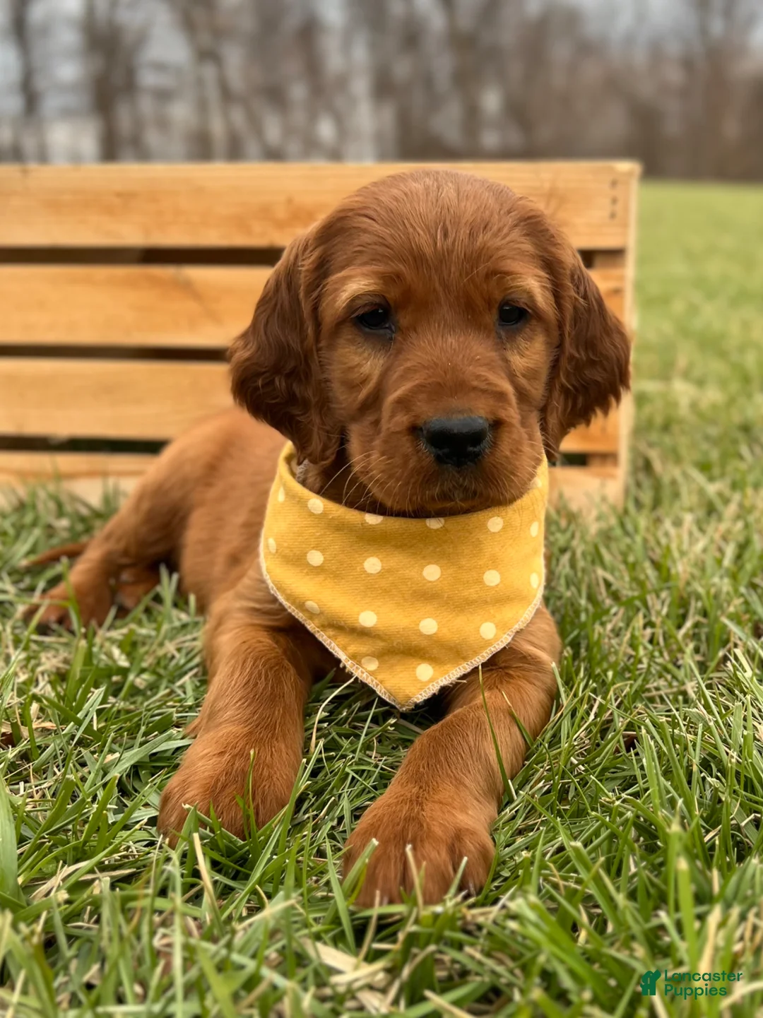Irish Setter dogs for sale: Irish Setter litter of 1 puppies - Ad 1