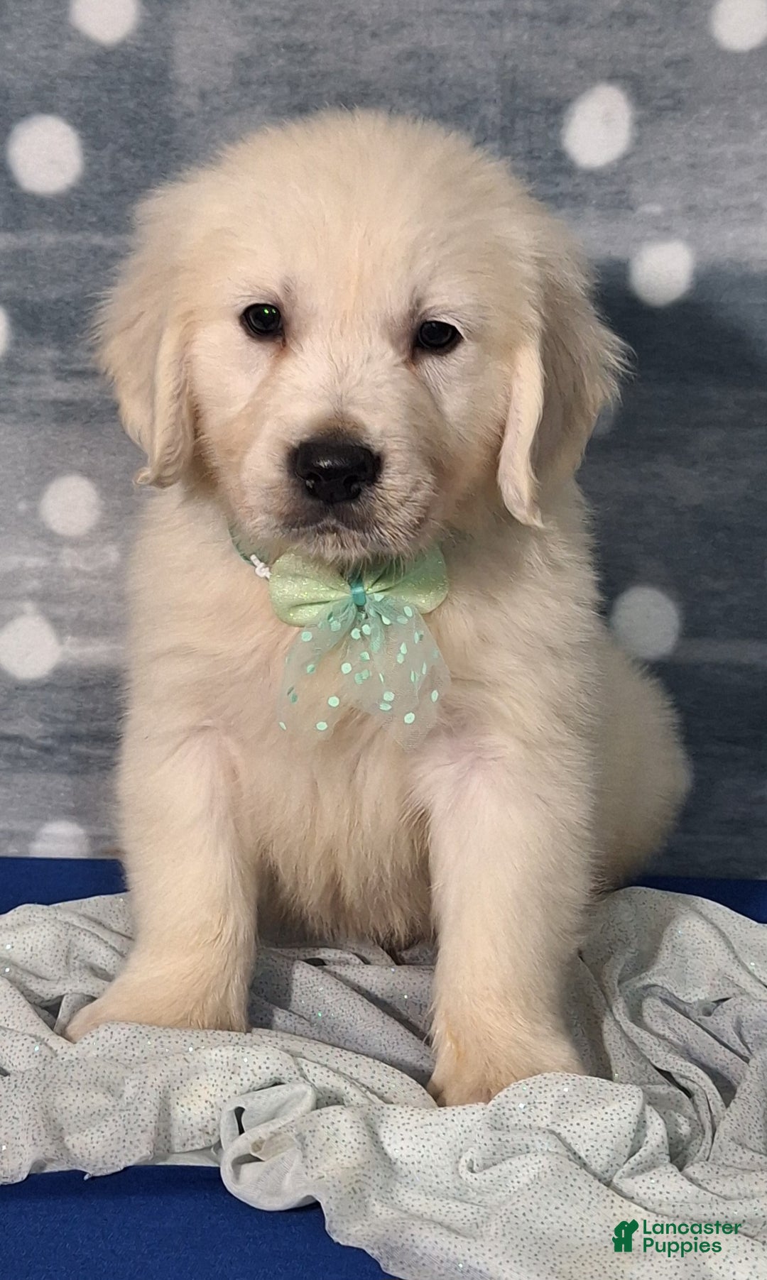 Golden Retriever dogs for sale: Jasper - Ad 3