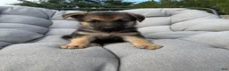German Shepherd dogs for sale: Millie - Ad 1