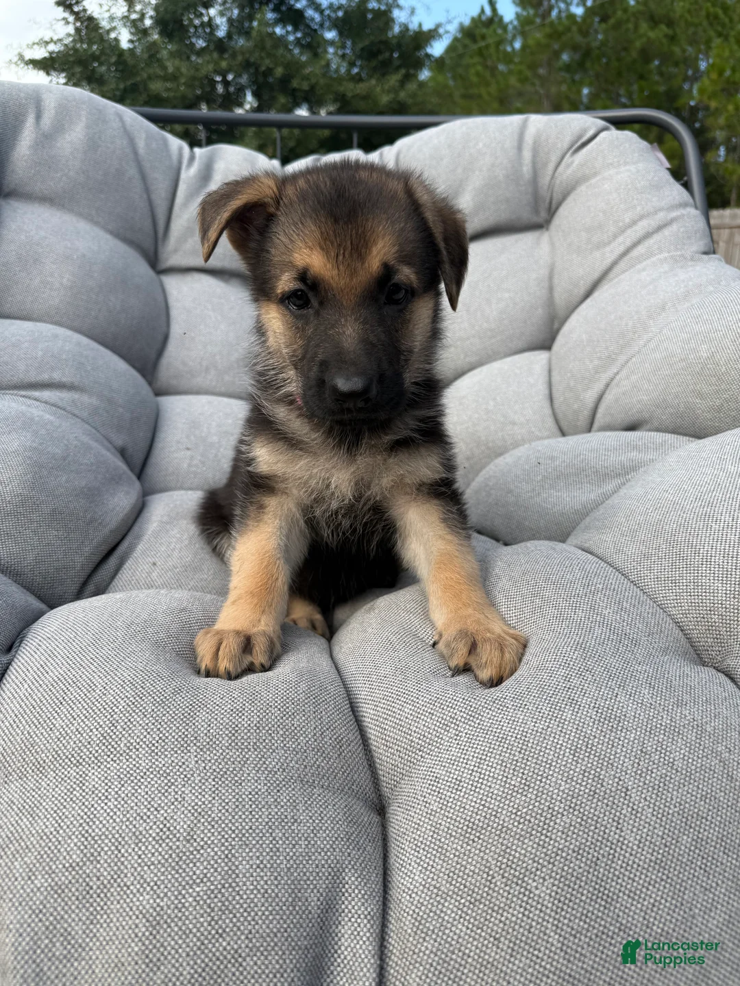 German Shepherd dogs for sale: Millie - Ad 1
