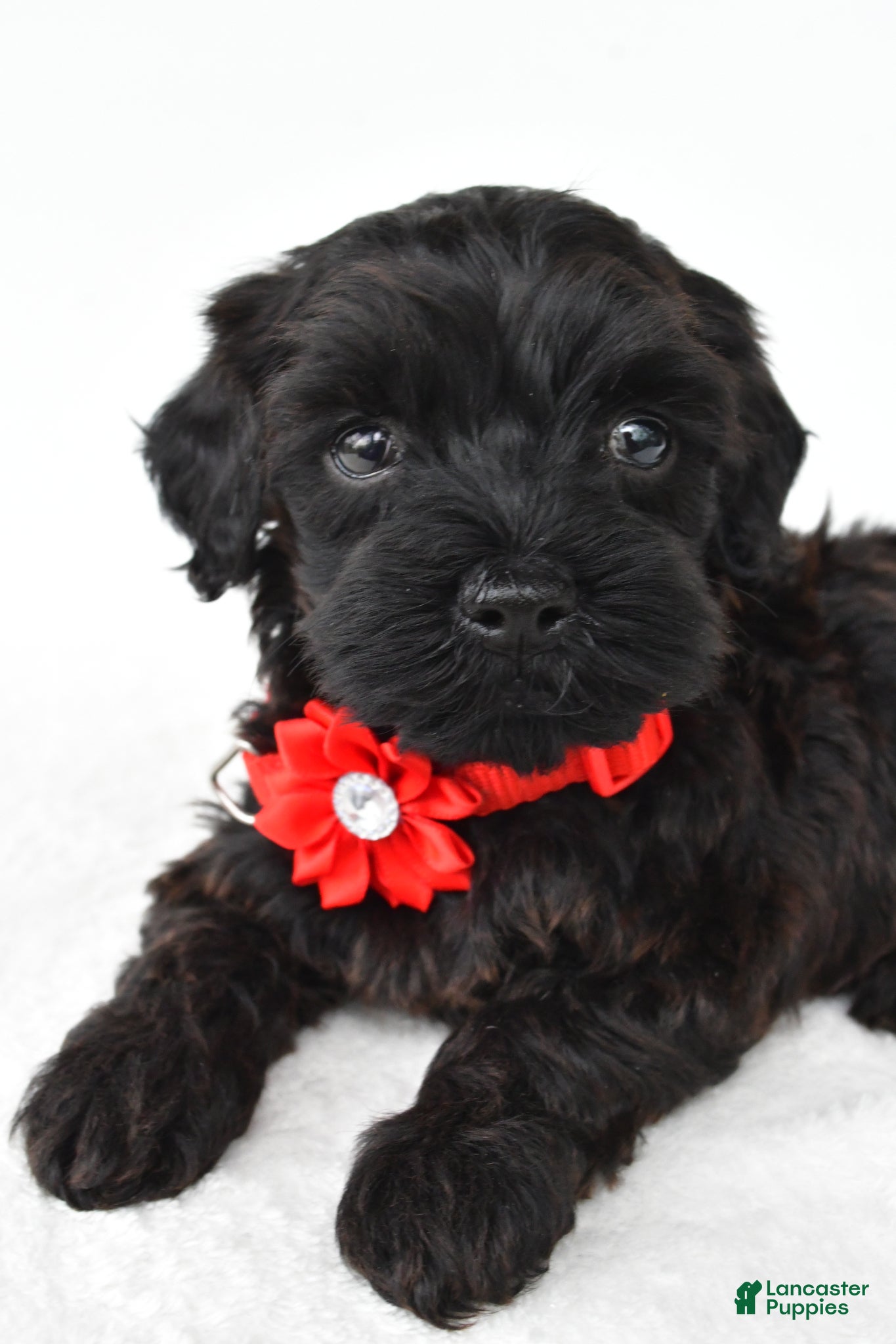 Miniature Poodle dogs Remi - Ad 2