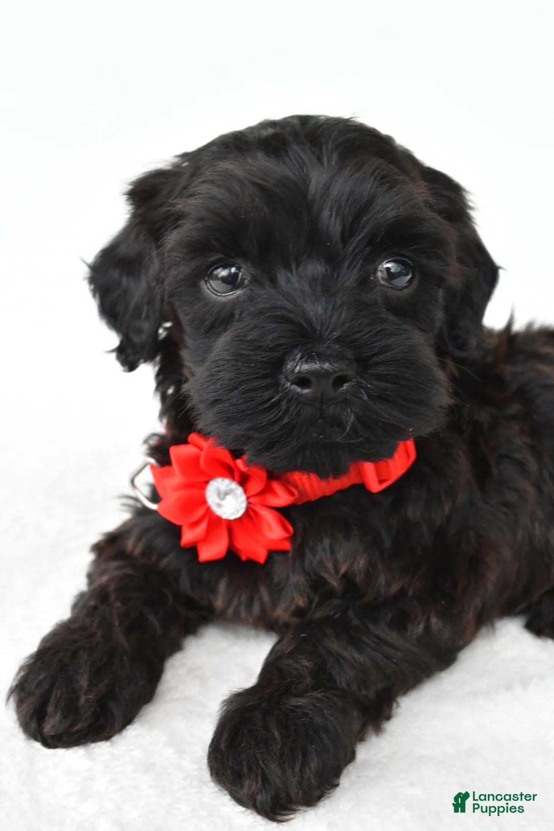 Miniature Poodle dogs for sale: Remi - Ad 2