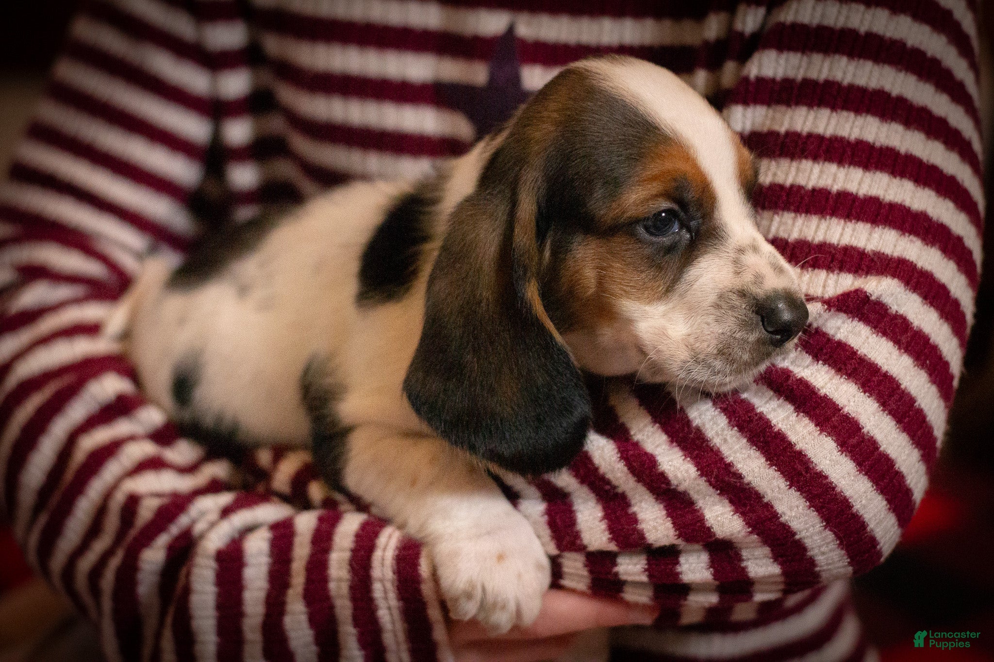 Basset Hound dogs Daisy - Ad 2