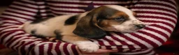 Basset Hound dogs for sale: Daisy - Ad 2