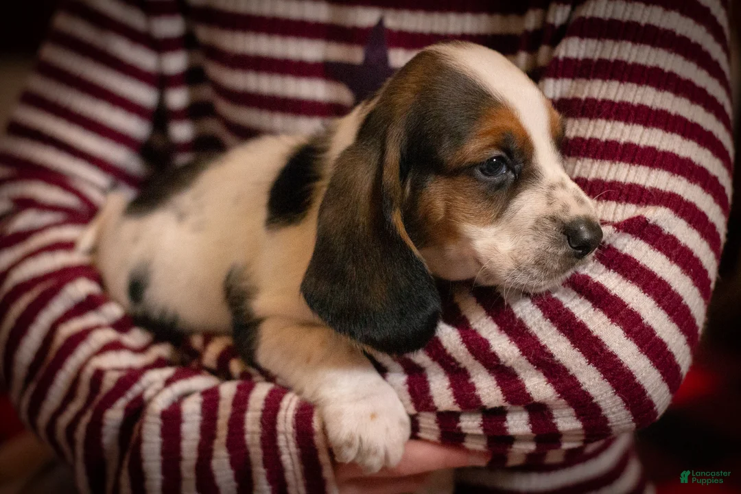 Basset Hound dogs for sale: Daisy - Ad 2