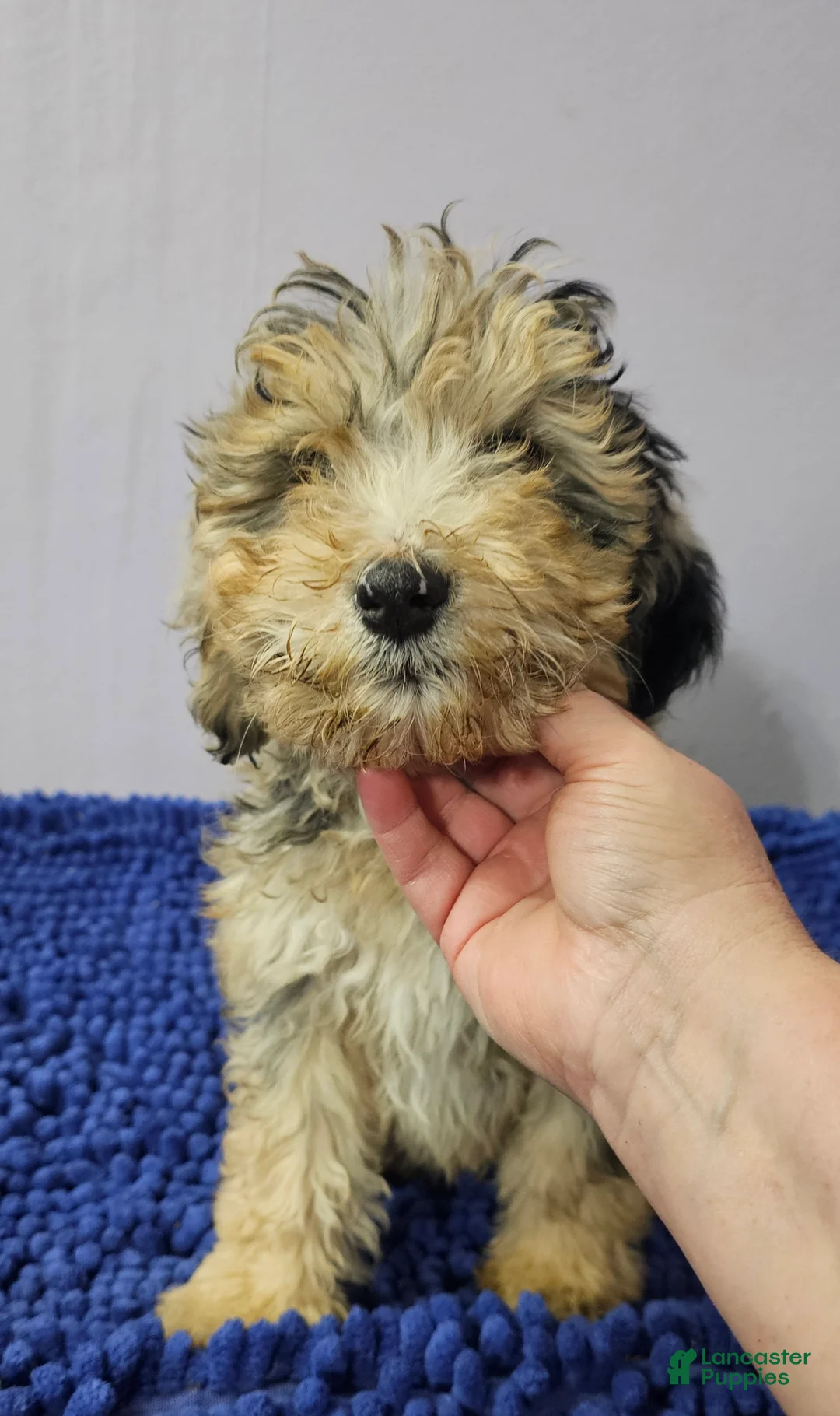 Sheepadoodle dogs for sale: Black collar boy Sheepadoodle  - Ad 3