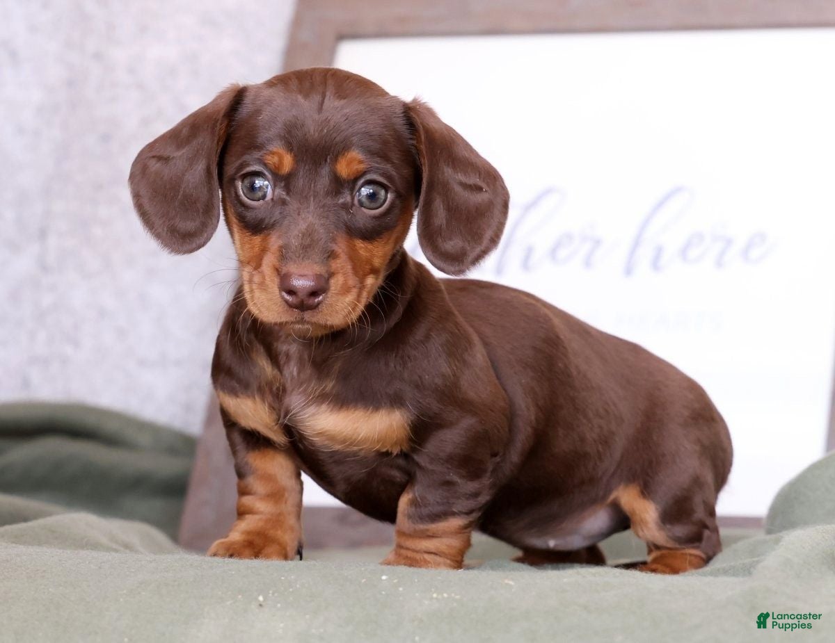 Miniature Dachshund dogs Dahlia - Ad 1