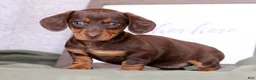 Miniature Dachshund dogs for sale: Dahlia - Ad 8