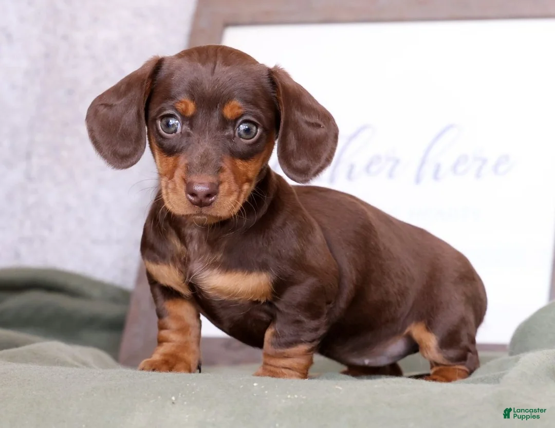 Miniature Dachshund dogs for sale: Dahlia - Ad 2