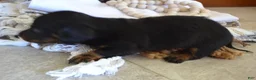 Dachshund dogs for sale: Shadow - Ad 5