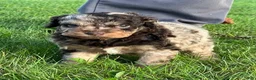Aussiedoodle dogs for sale: Toffee Miniature Aussiedoodle  - Ad 3