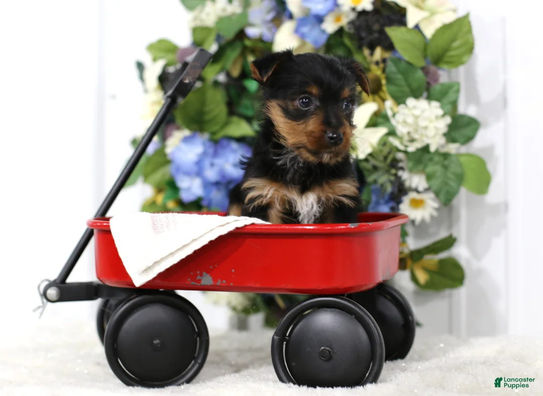 Yorkshire Terrier dogs for sale: Shadow - Ad 2