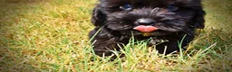 Havapoo dogs for sale: Kipper - Ad 11
