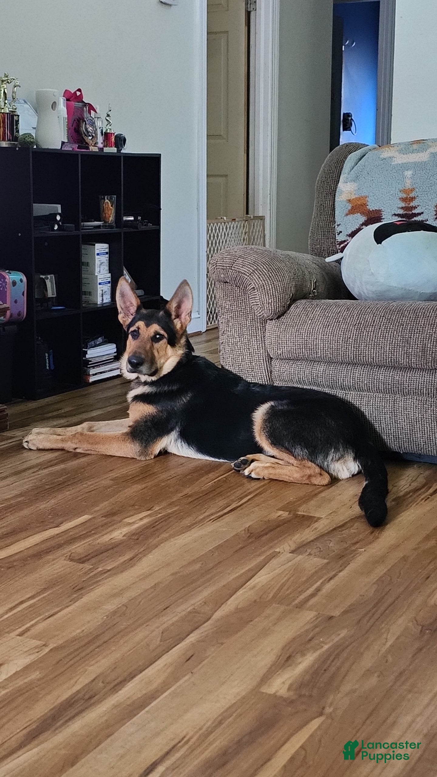 German Shepherd dogs for sale: German Shepherd 1 - Ad 3