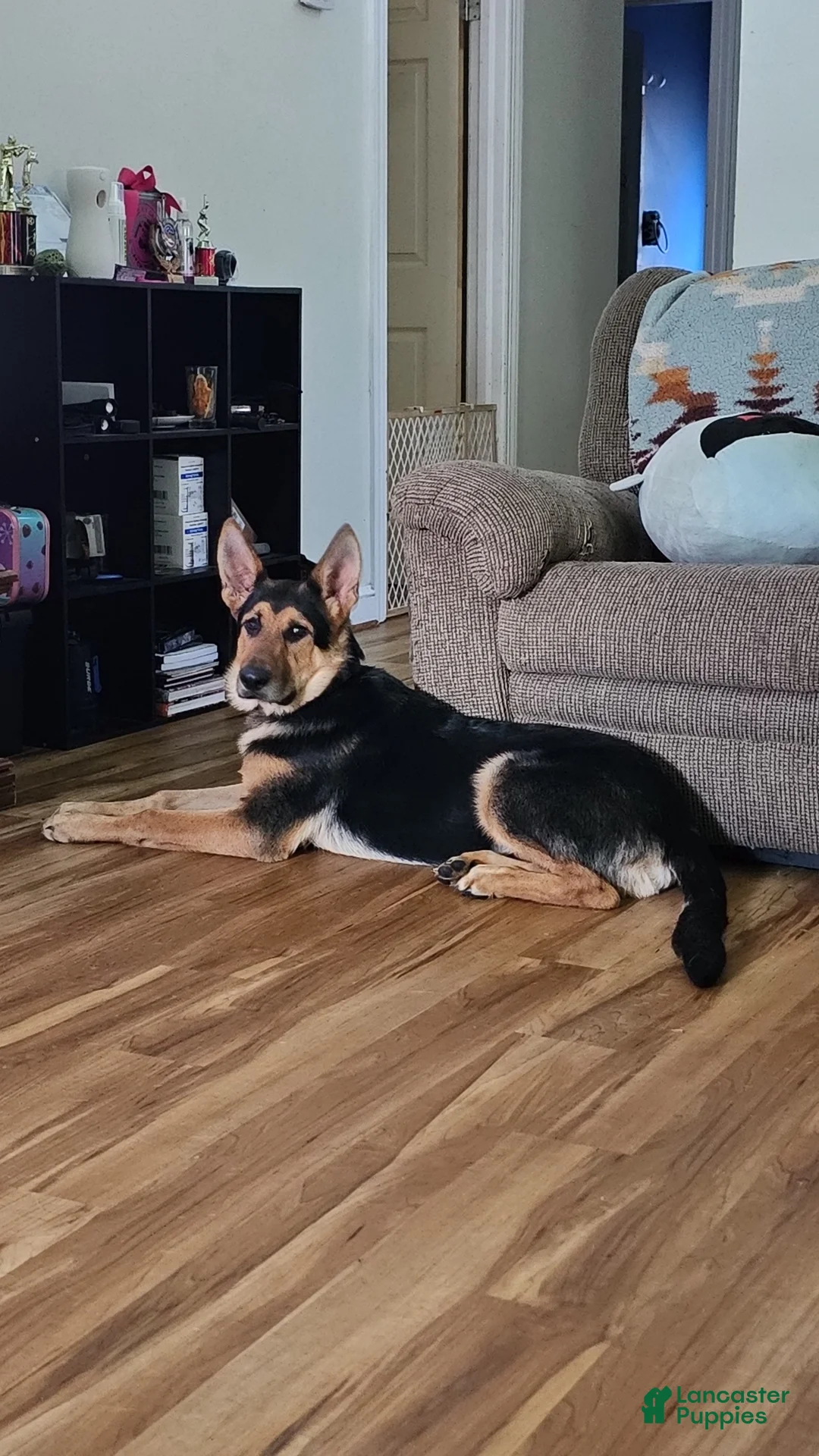 German Shepherd dogs for sale: German Shepherd 1 - Ad 1