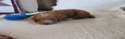 Cavapoo dogs for sale: Peanut - Ad 6