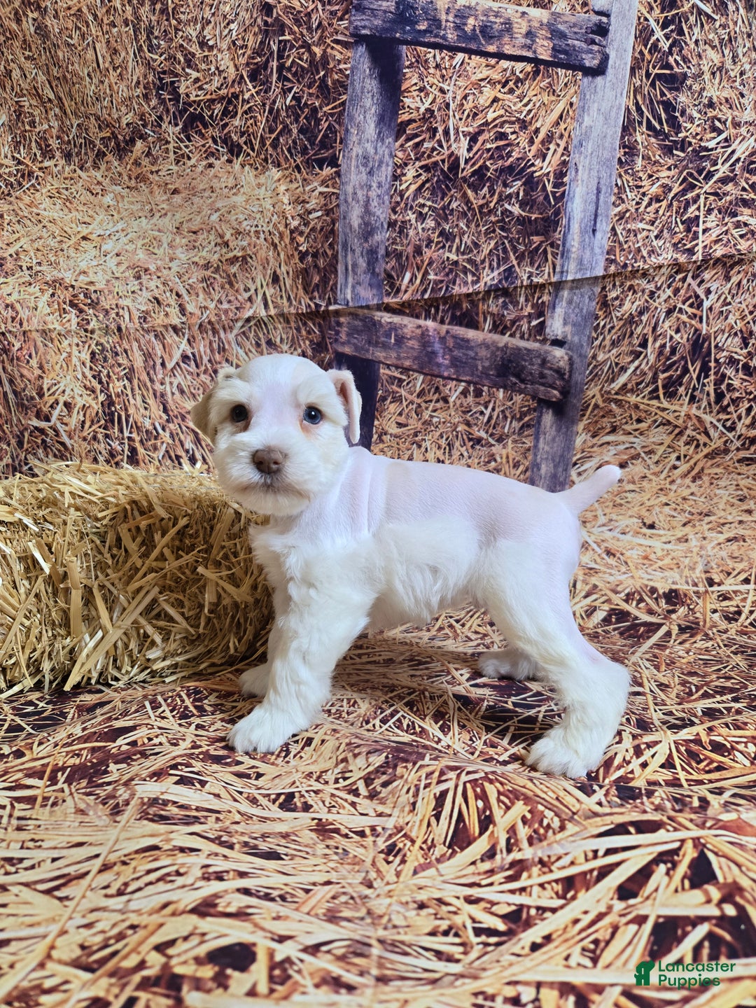 Miniature Schnauzer dogs for sale: Migo, Miniature Schnauzer Puppy Male - Ad 5