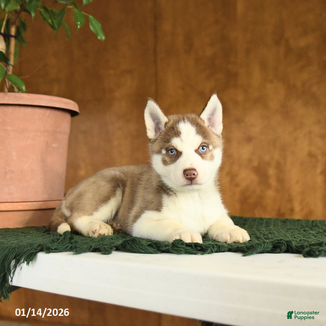 Siberian Husky dogs for sale: Buster - Ad 2