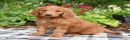 Goldendoodle dogs for sale: Richie - Ad 1