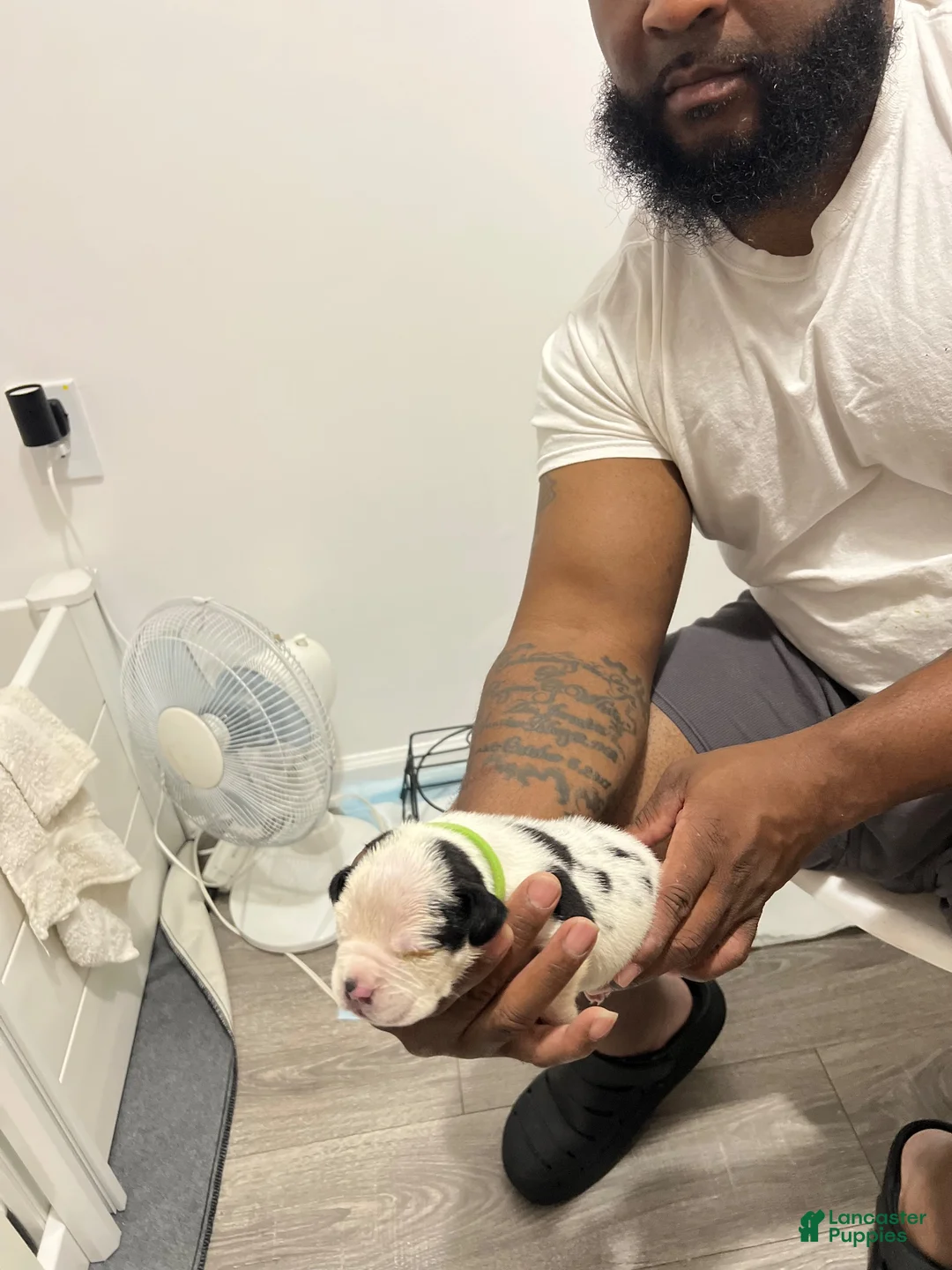 American Bully dogs for sale: American Bully 1 - Ad 2