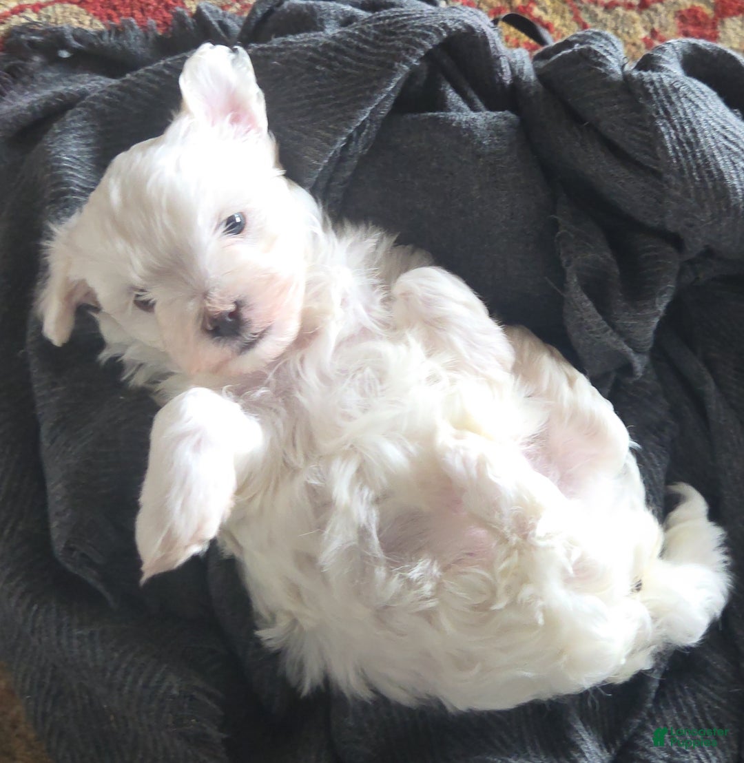 Maltese dogs for sale: Maltese Puppy 1 - Ad 1