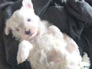 Maltese dogs Maltese Puppy 1 - Ad 35