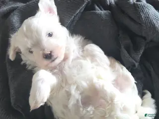 Maltese dogs Maltese Puppy 1 - Ad 2