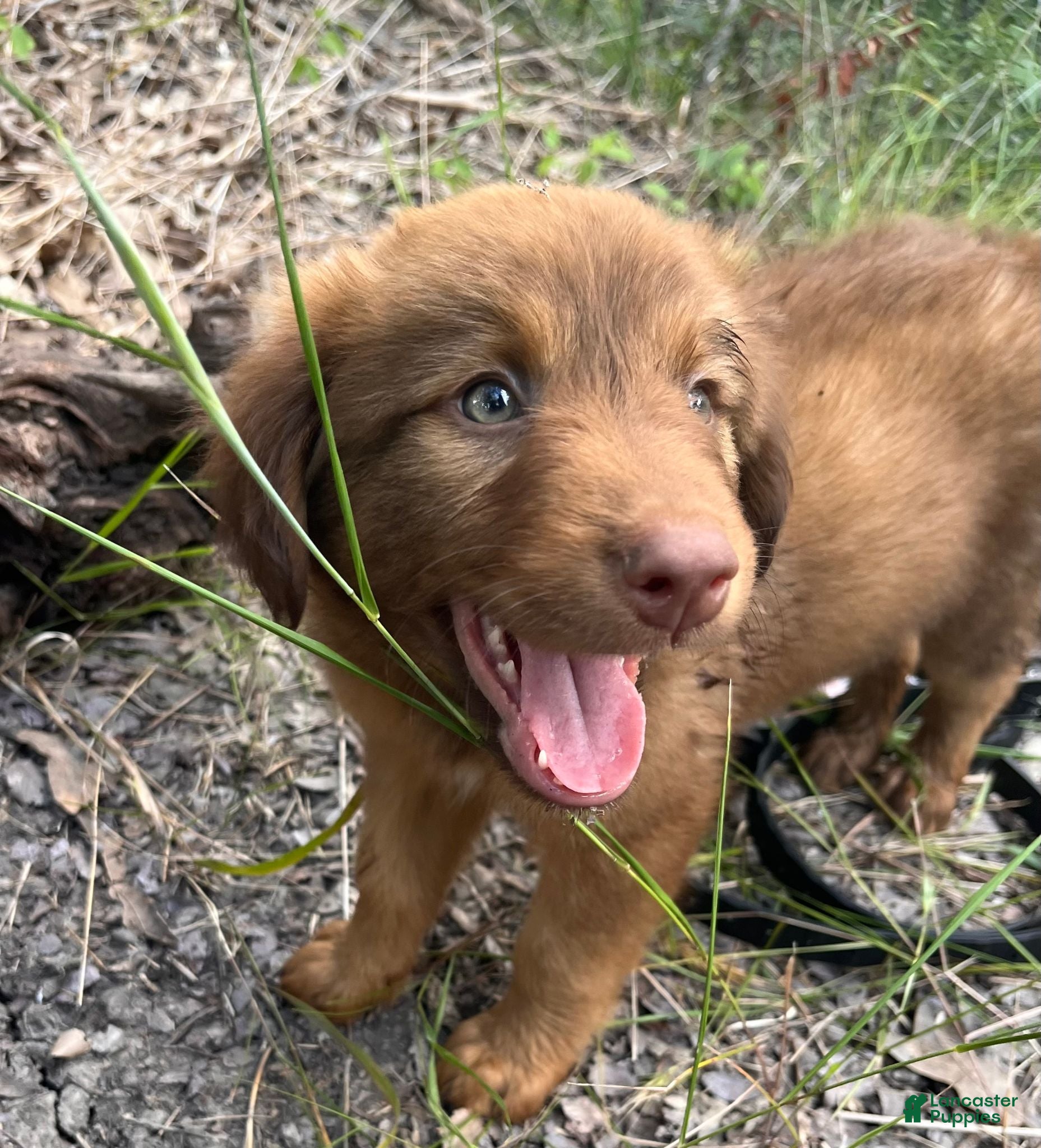 Mixed Breed dogs Doberdoodle - Ad 28