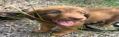 Doberdoodle