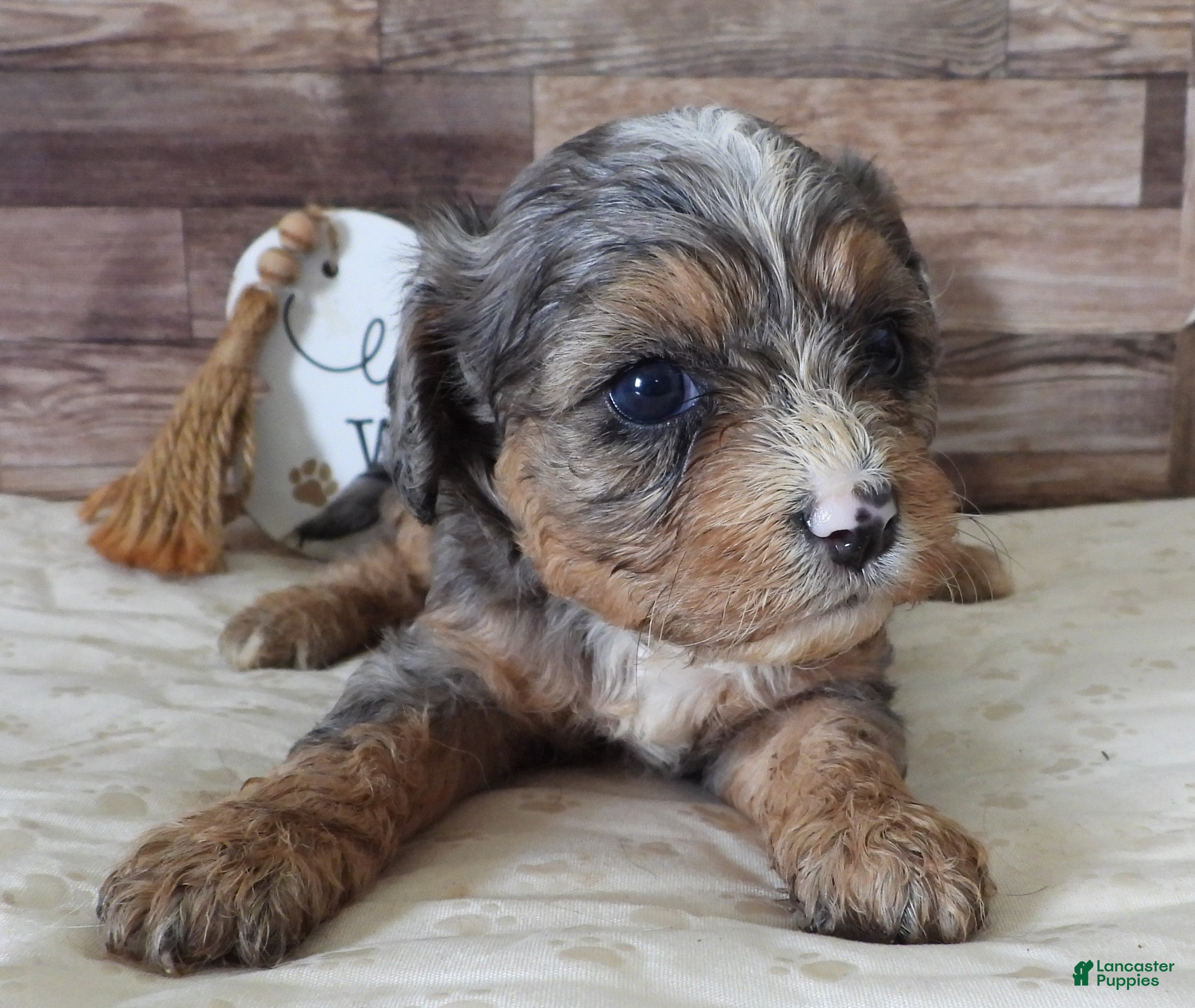 Cavapoo dogs #1 Female (Whitney) - Ad 30