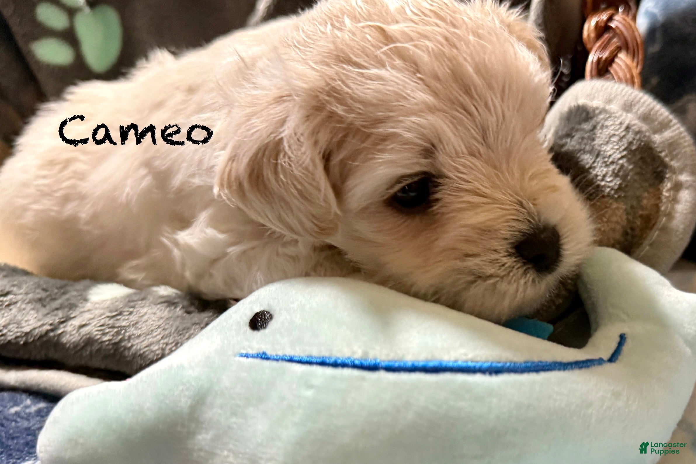 Miniature Schnauzer dogs for sale: Cameo - Ad 2