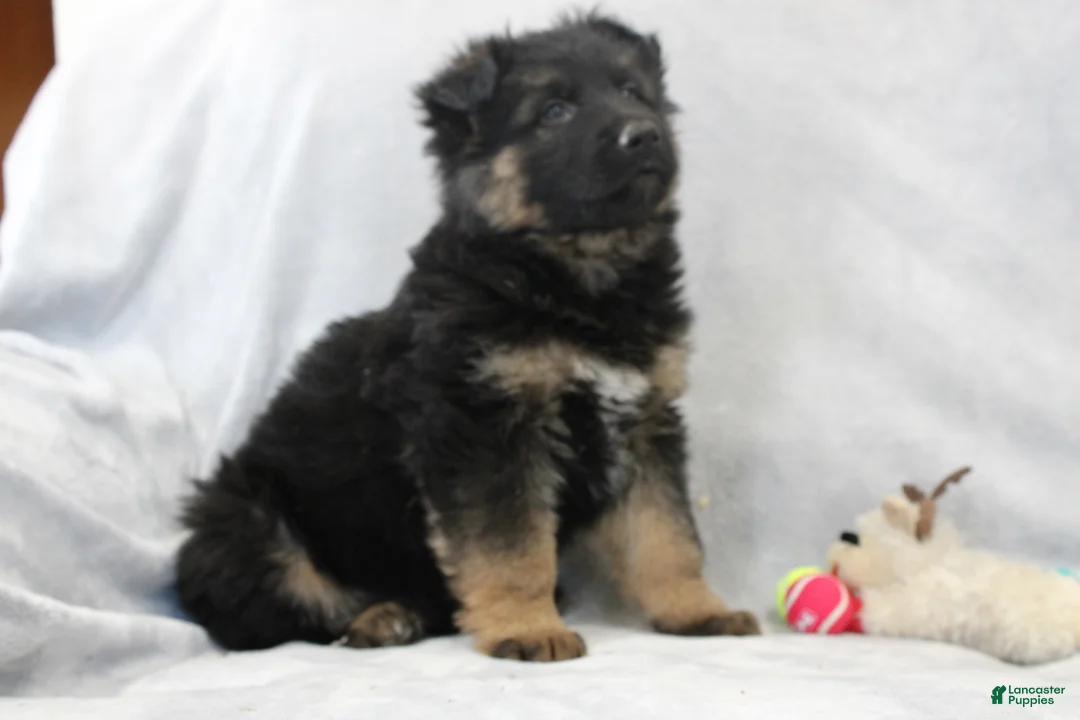 German Shepherd dogs for sale: Chief - Ad 2