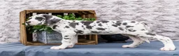 Great Dane dogs for sale: Keziah - Ad 9