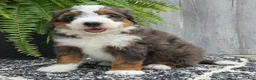 Mini Bernedoodle dogs for sale: Mini Jax - Ad 6