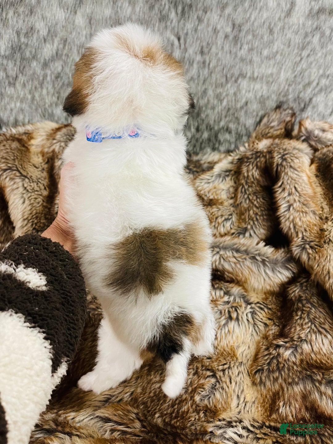 Mixed Breed dogs for sale: Mini bernedoodle male #2 - Ad 2