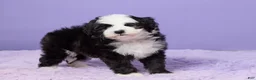 Mini Sheepadoodle dogs for sale: Stevie - Ad 4