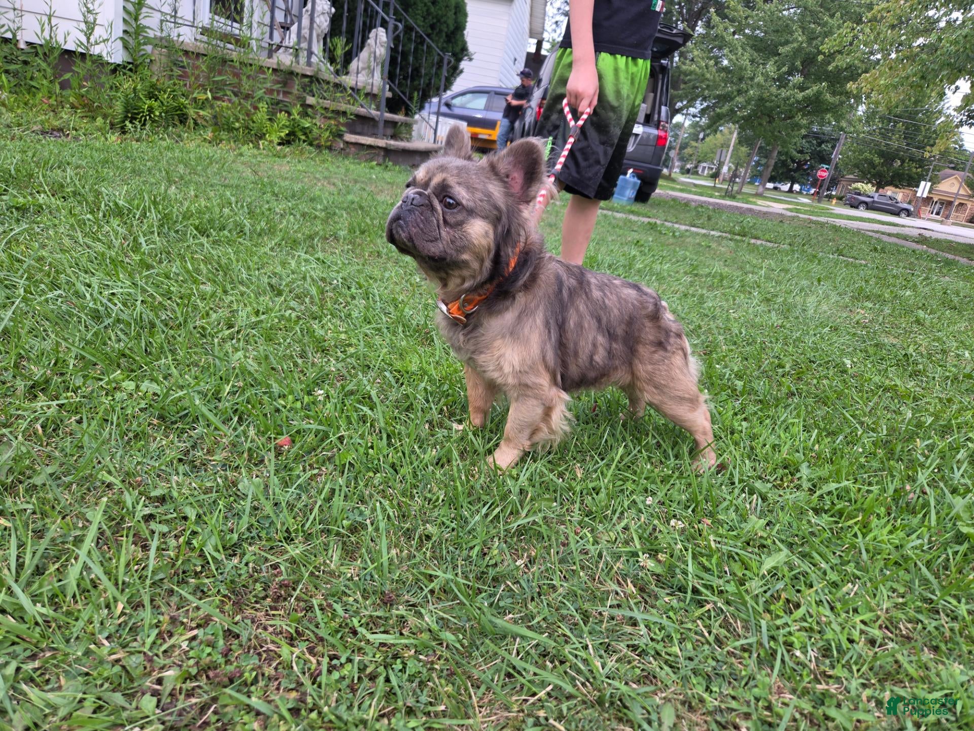 French Bulldog dogs French Bulldog 1 - Ad 2