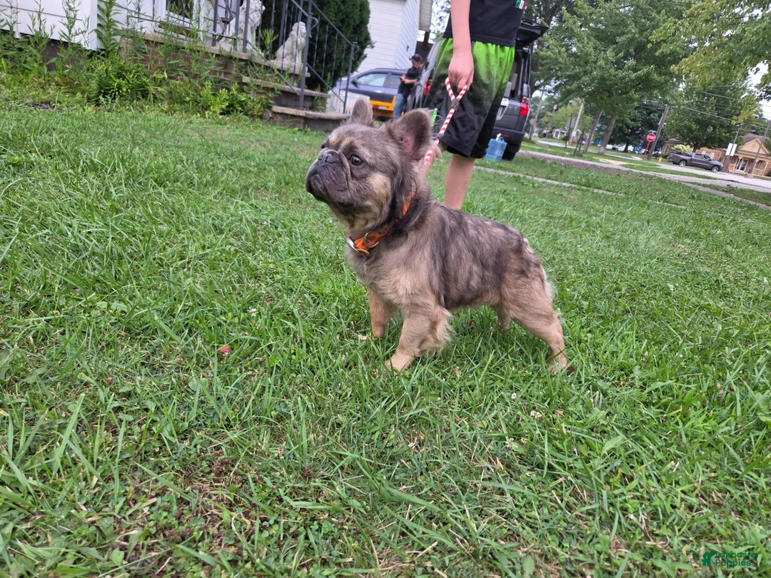 French Bulldog dogs for sale: French Bulldog 1 - Ad 2