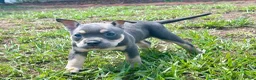 American Bully dogs for sale: Leviathan  - Ad 14