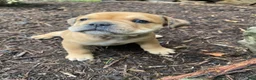 Mixed Breed dogs for sale: Layla - Ad 12