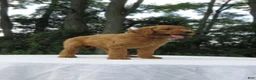 Goldendoodle dogs for sale: Rosie - Ad 9