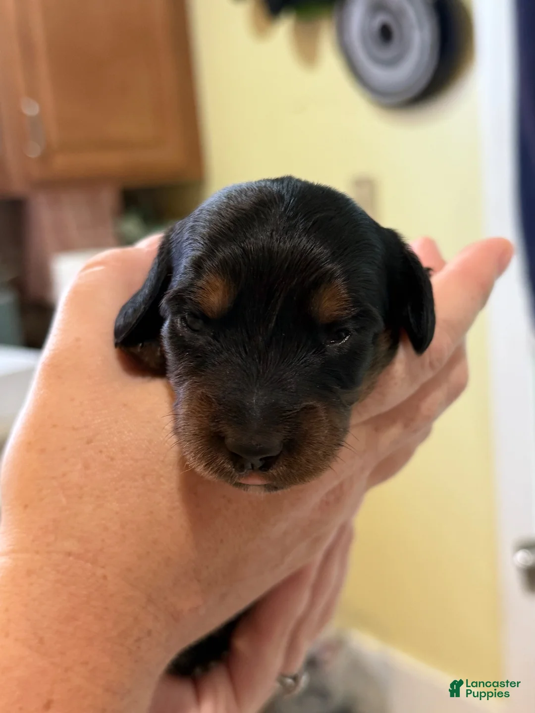 Miniature Dachshund dogs for sale: Miniature Dachshund 2 - Ad 1