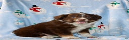 Australian Shepherd dogs for sale: Duke - Ad 6