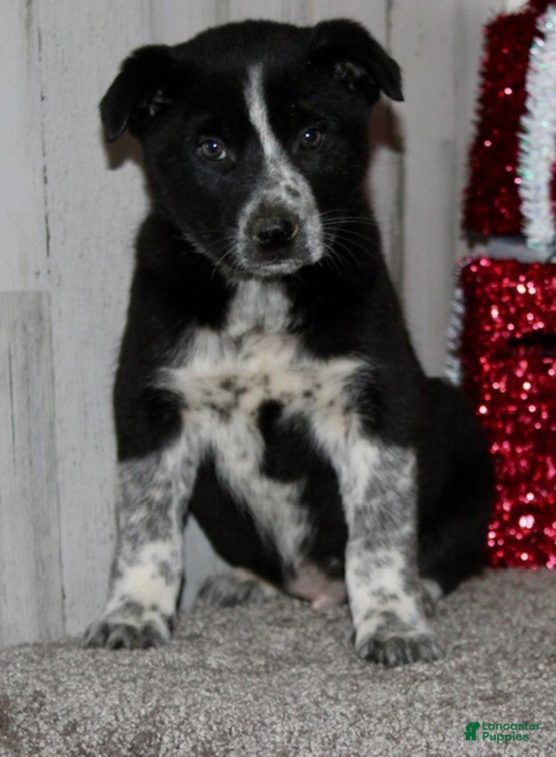 Mini Aussiedoodle dogs for sale: Mr. Jingles - Ad 2