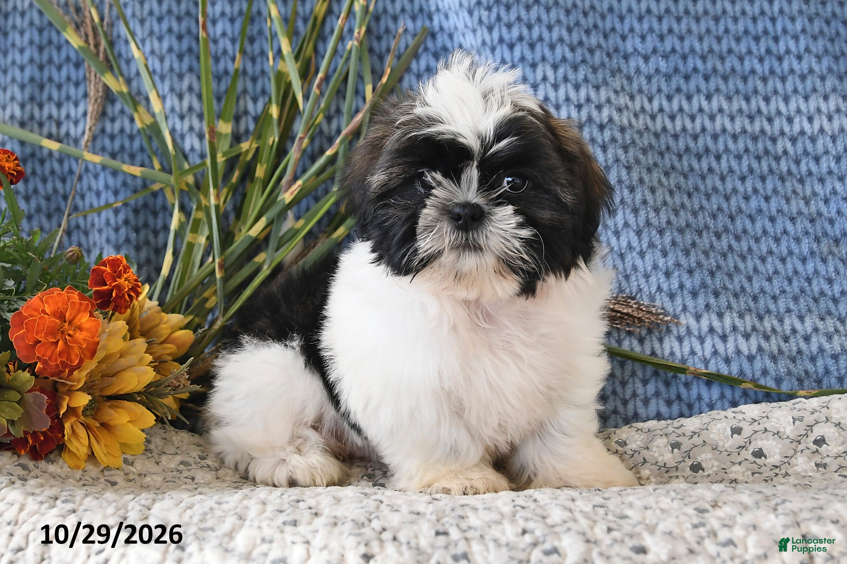 Shih Tzu dogs for sale: Jordan - Ad 2