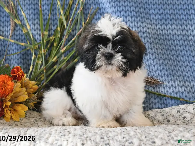 Shih Tzu dogs for sale: Jordan - Ad 2