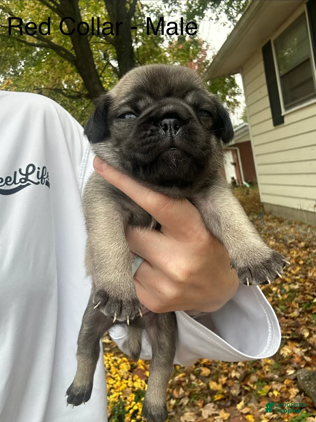 Pug dogs for sale: Red Male - Ad 2